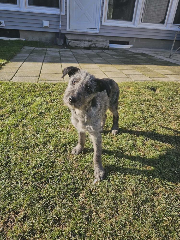 Elliott, Adoptable, Puppy Male Terrier.