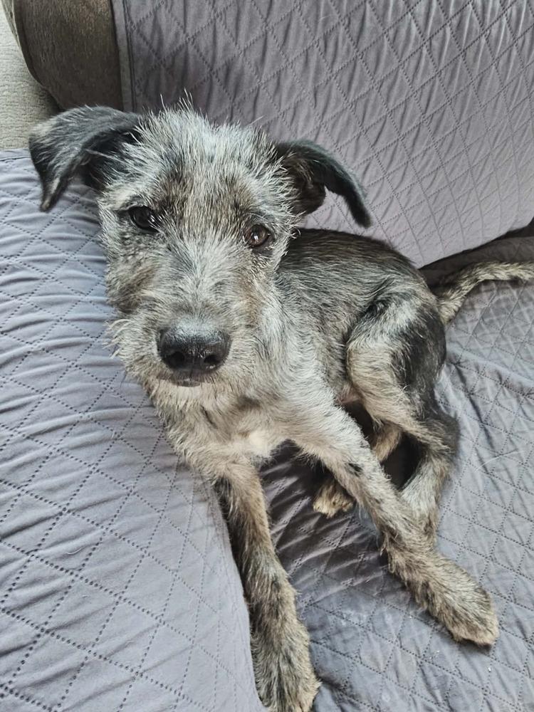 Enlarge Elliott, a Adoptable mixed breed in Amherst, NY image 2/6