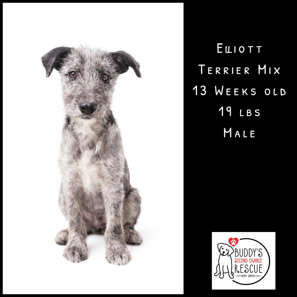 Enlarge Elliott, a Adoptable mixed breed in Amherst, NY image 3/6