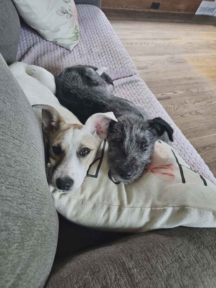 Enlarge Elliott, a Adoptable mixed breed in Amherst, NY image 4/6