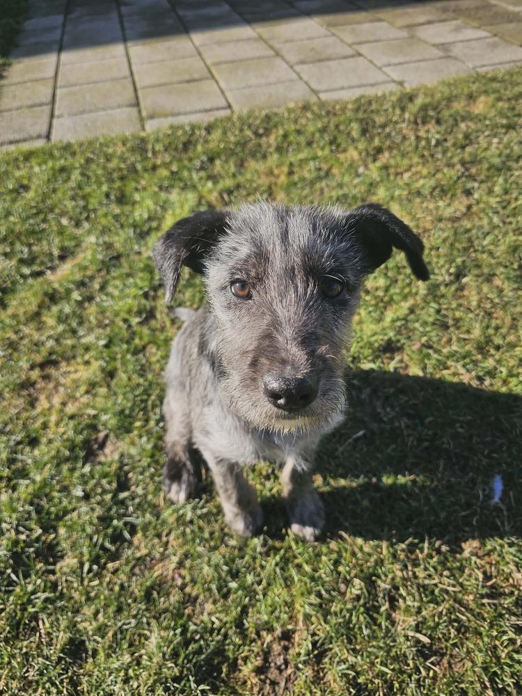 Enlarge Elliott, a Adoptable mixed breed in Amherst, NY image 5/6