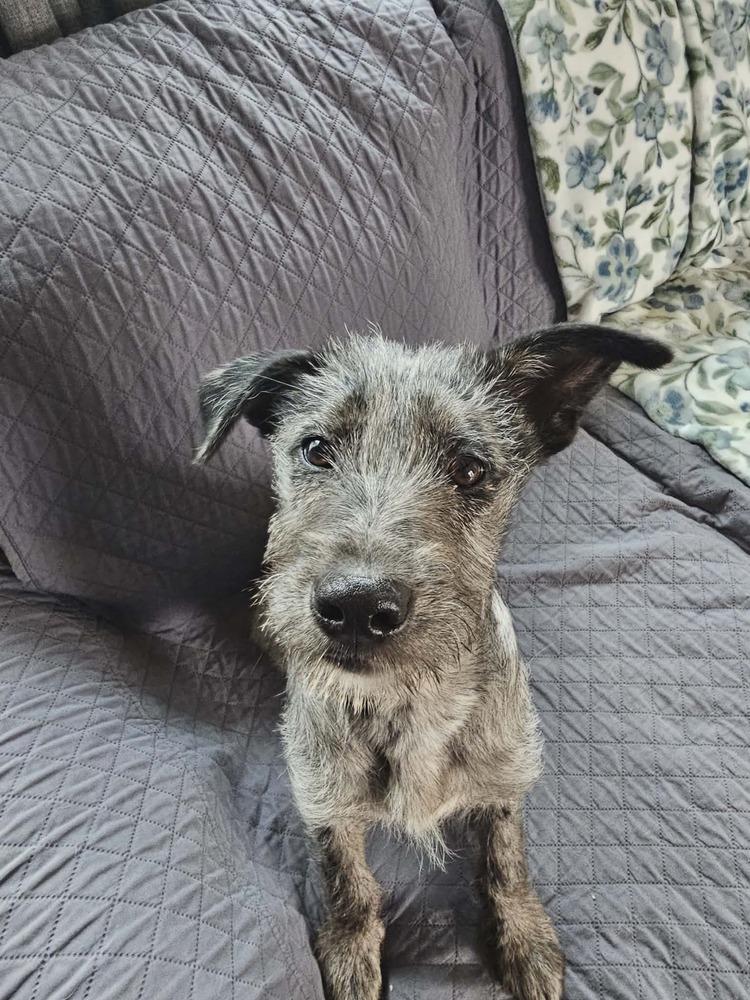 Enlarge Elliott, a Adoptable mixed breed in Amherst, NY image 6/6