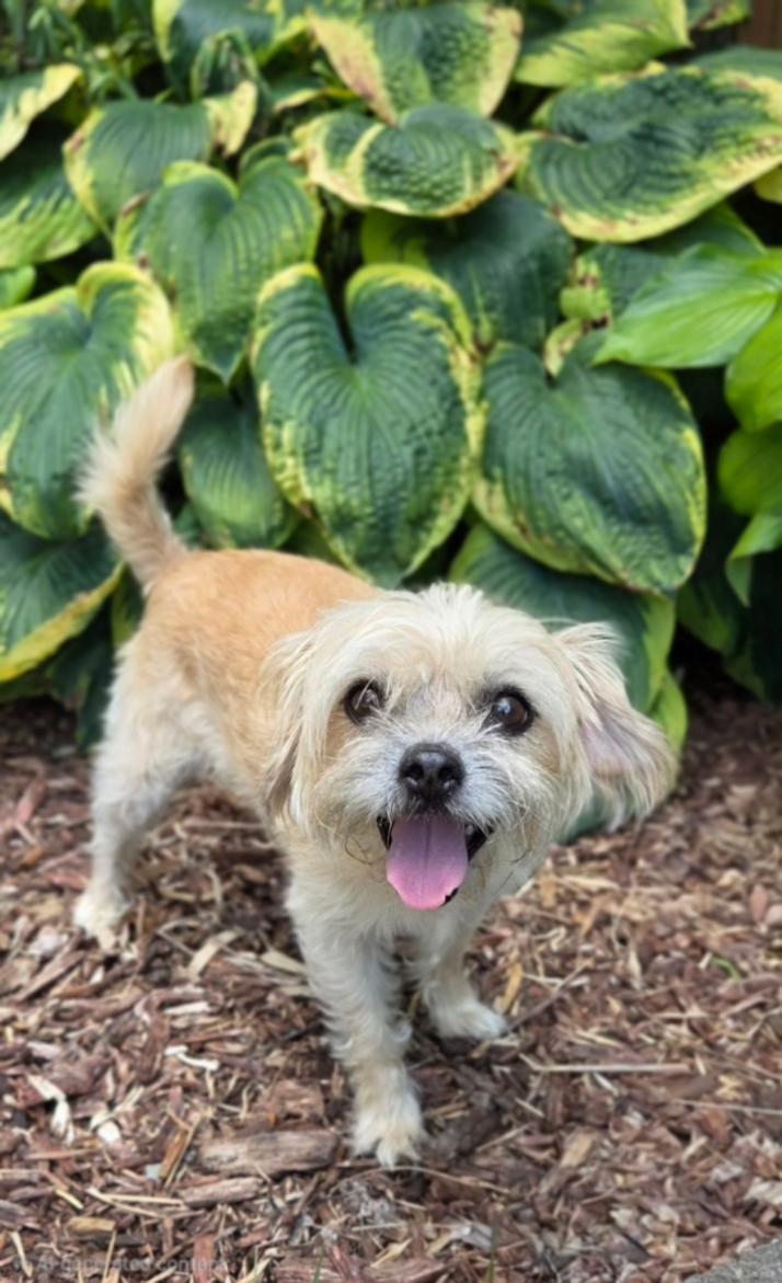 Zoey, a ADOPTABLE mixed breed in Bridgeton, MO image 5/5