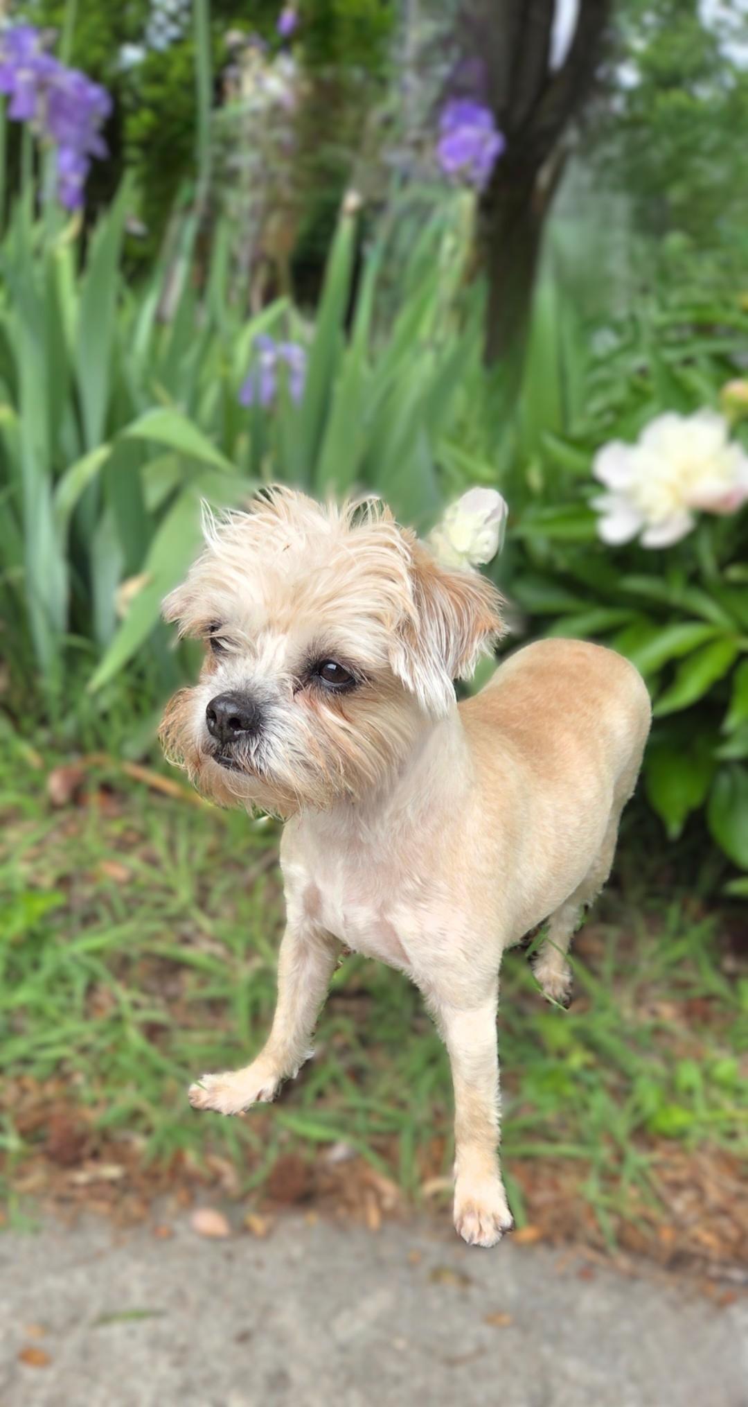 Enlarge Zoey, a ADOPTABLE mixed breed in Bridgeton, MO image 4/6