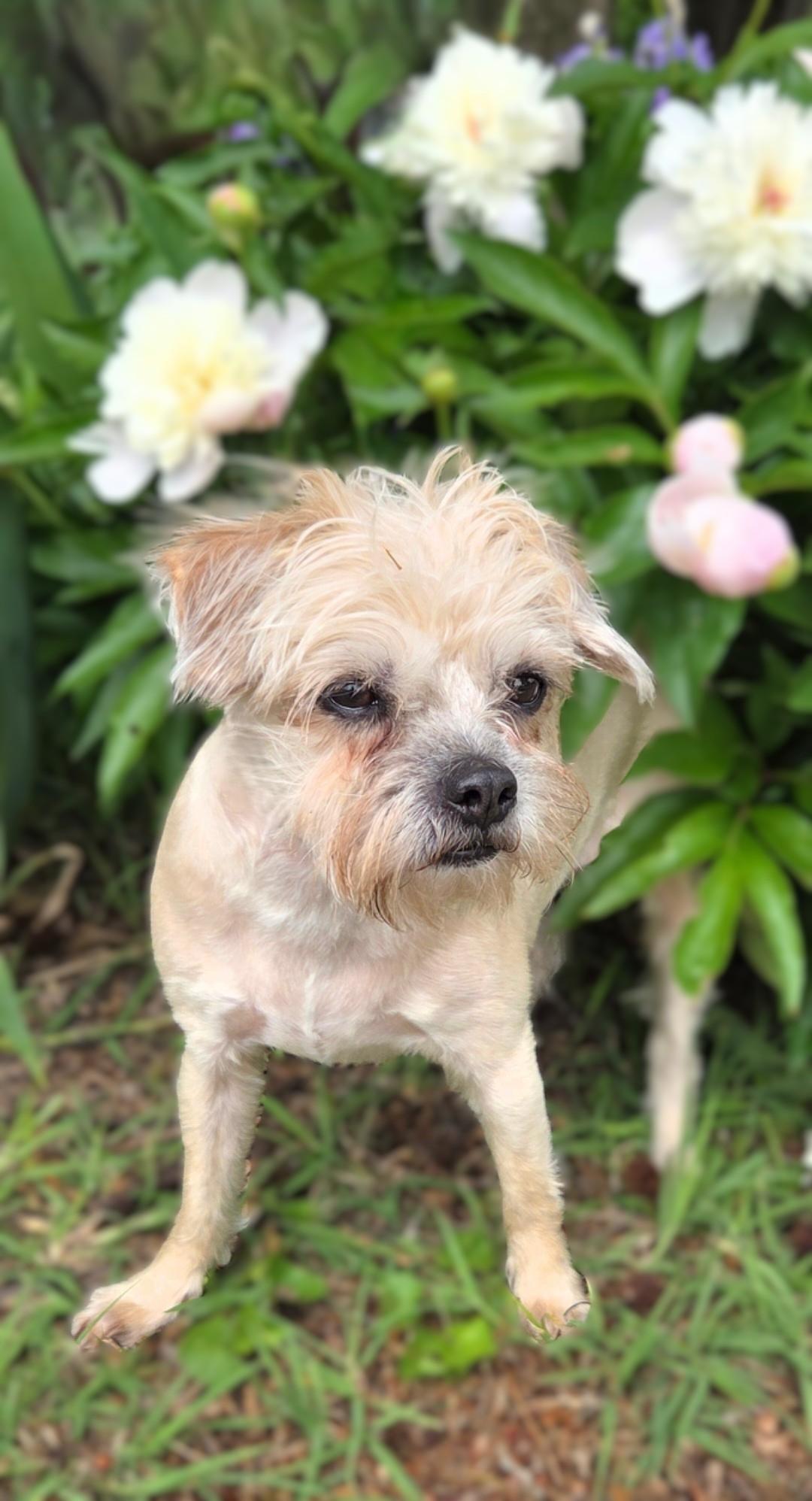 Enlarge Zoey, a ADOPTABLE mixed breed in Bridgeton, MO image 6/6