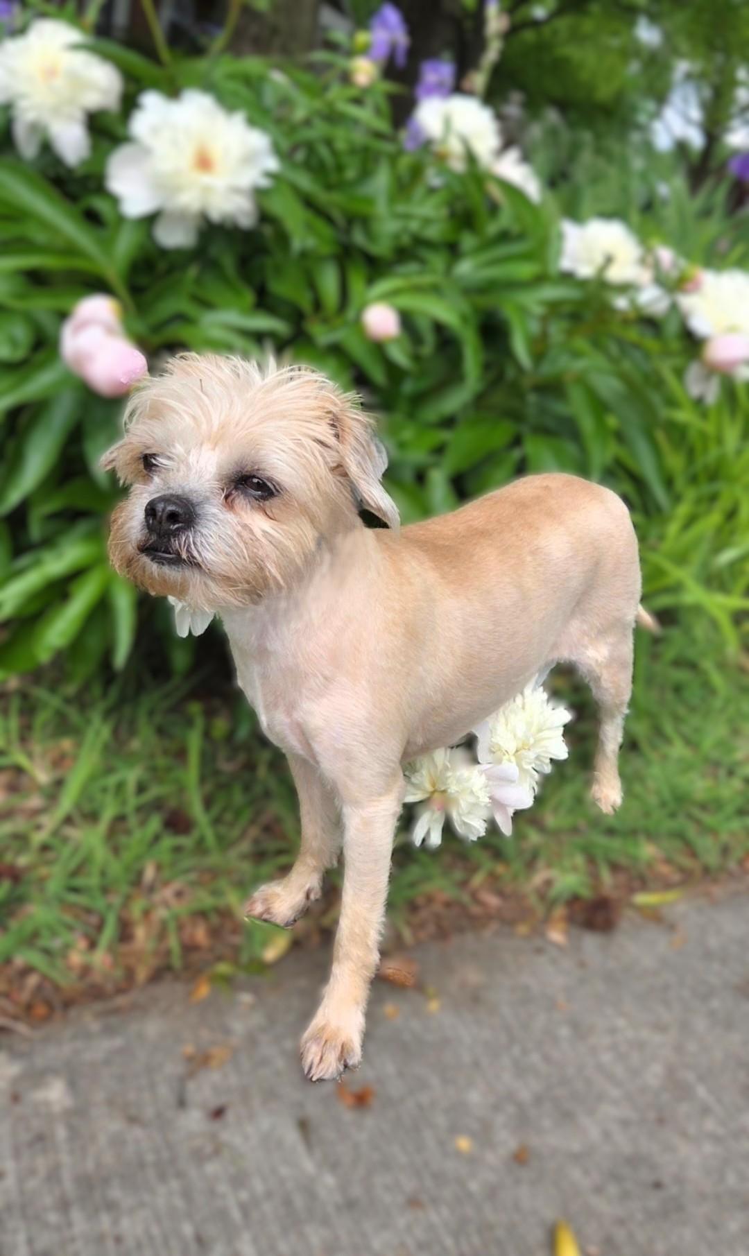 Enlarge Zoey, a ADOPTABLE mixed breed in Bridgeton, MO image 5/6