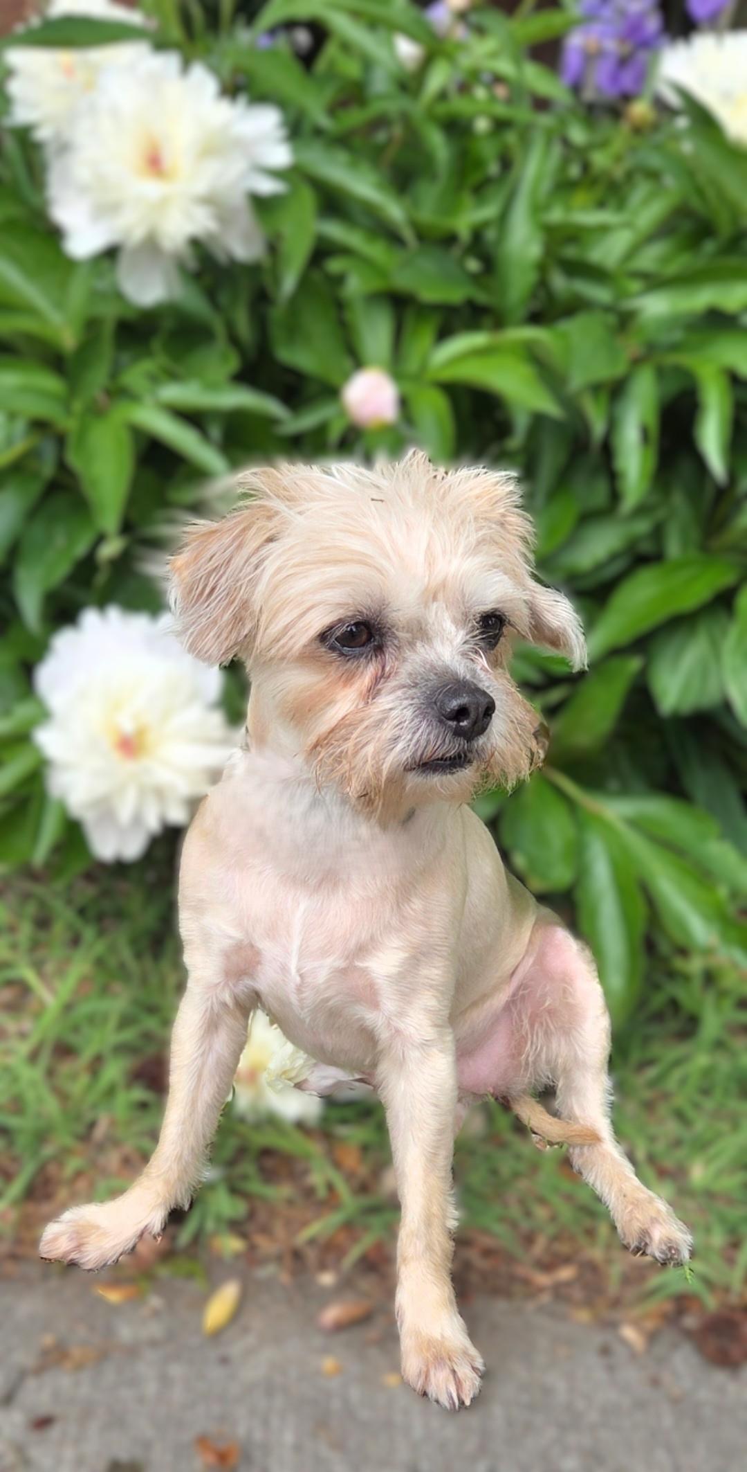 Enlarge Zoey, a ADOPTABLE mixed breed in Bridgeton, MO image 2/6