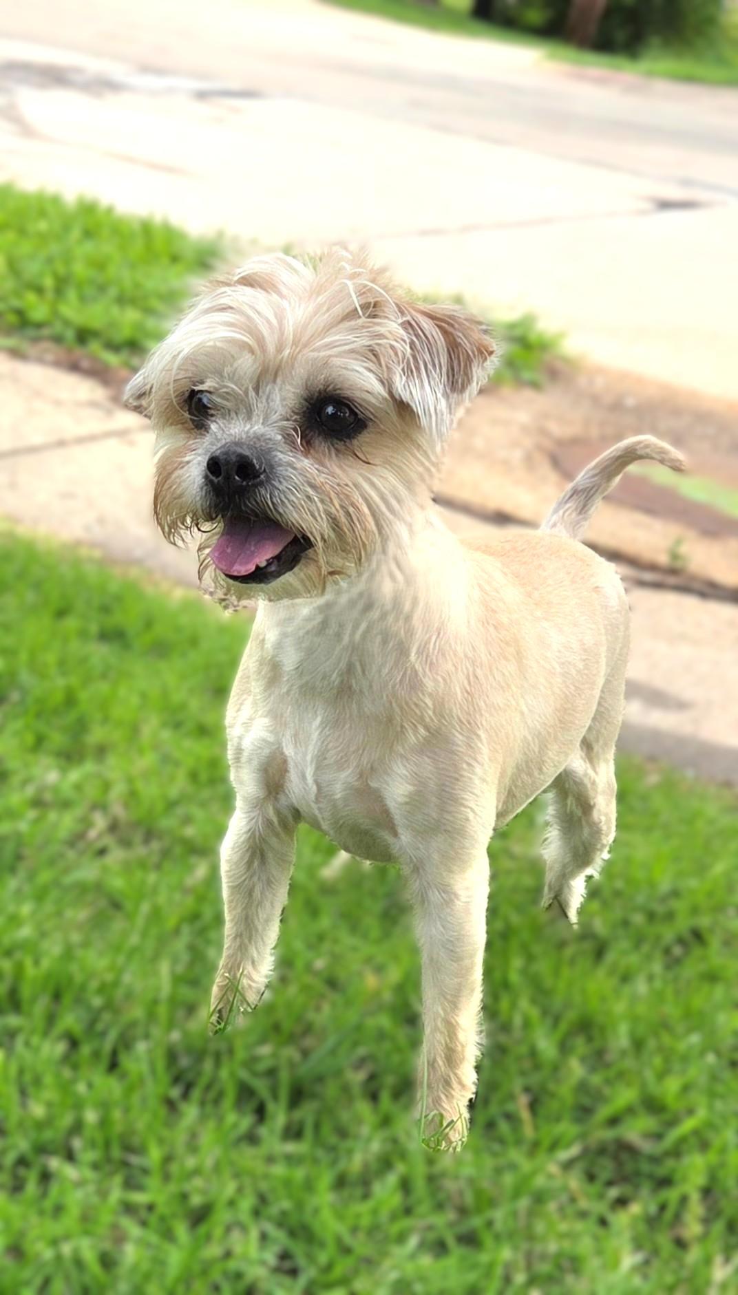 Enlarge Zoey, a ADOPTABLE mixed breed in Bridgeton, MO image 3/6