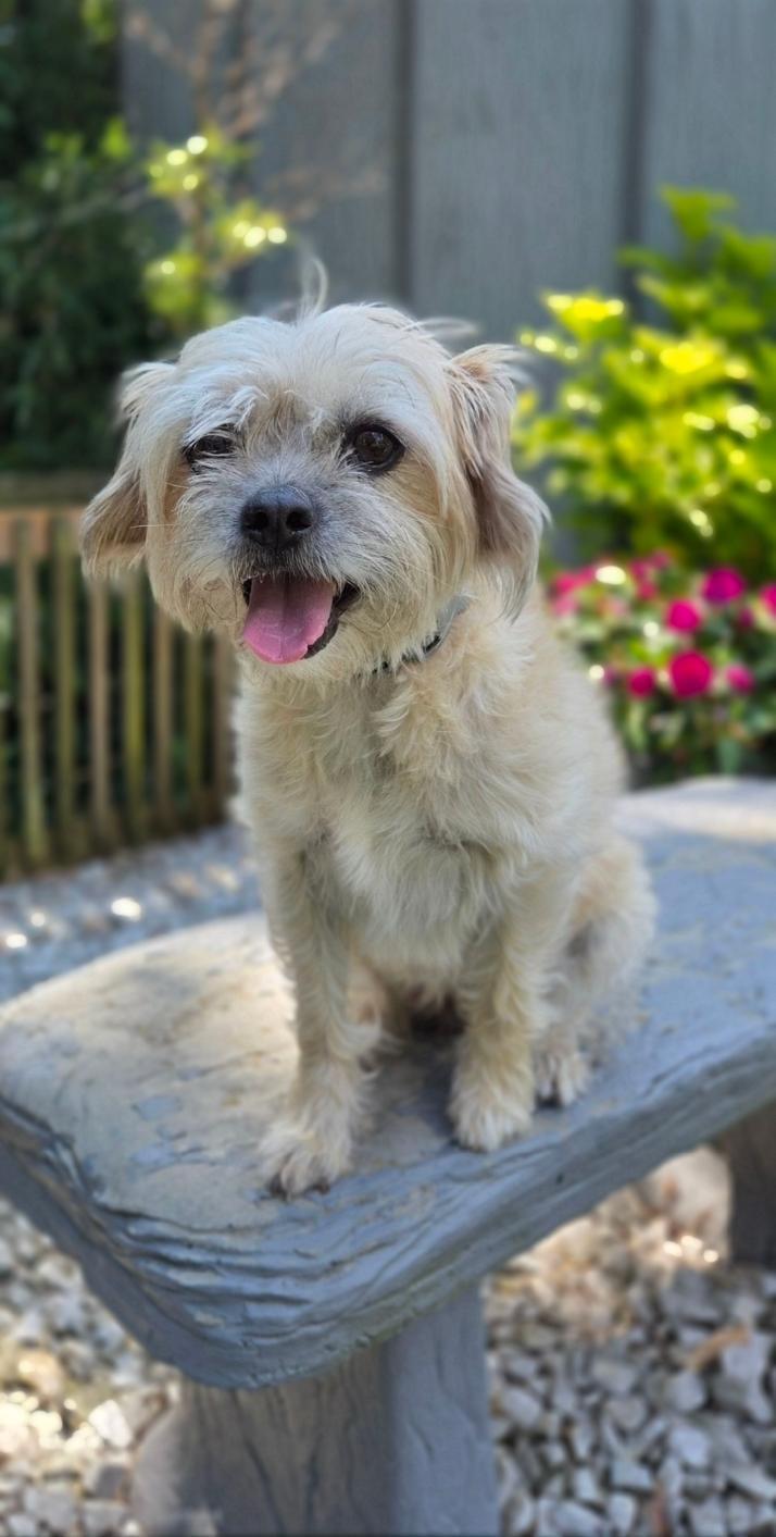 Zoey, a ADOPTABLE mixed breed in Bridgeton, MO image 4/5