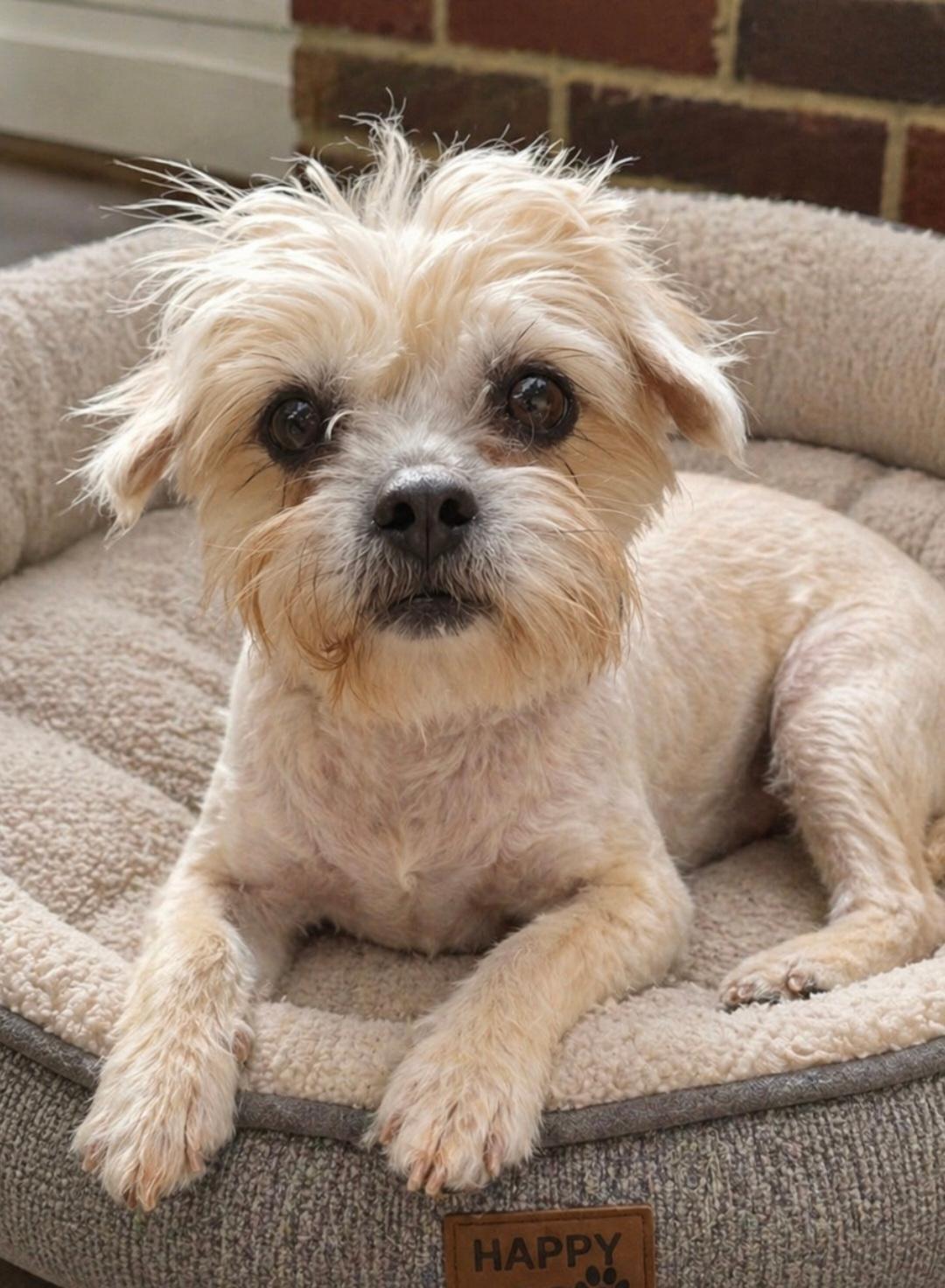 Zoey, ADOPTABLE, Adult Female Shih Tzu & Terrier.