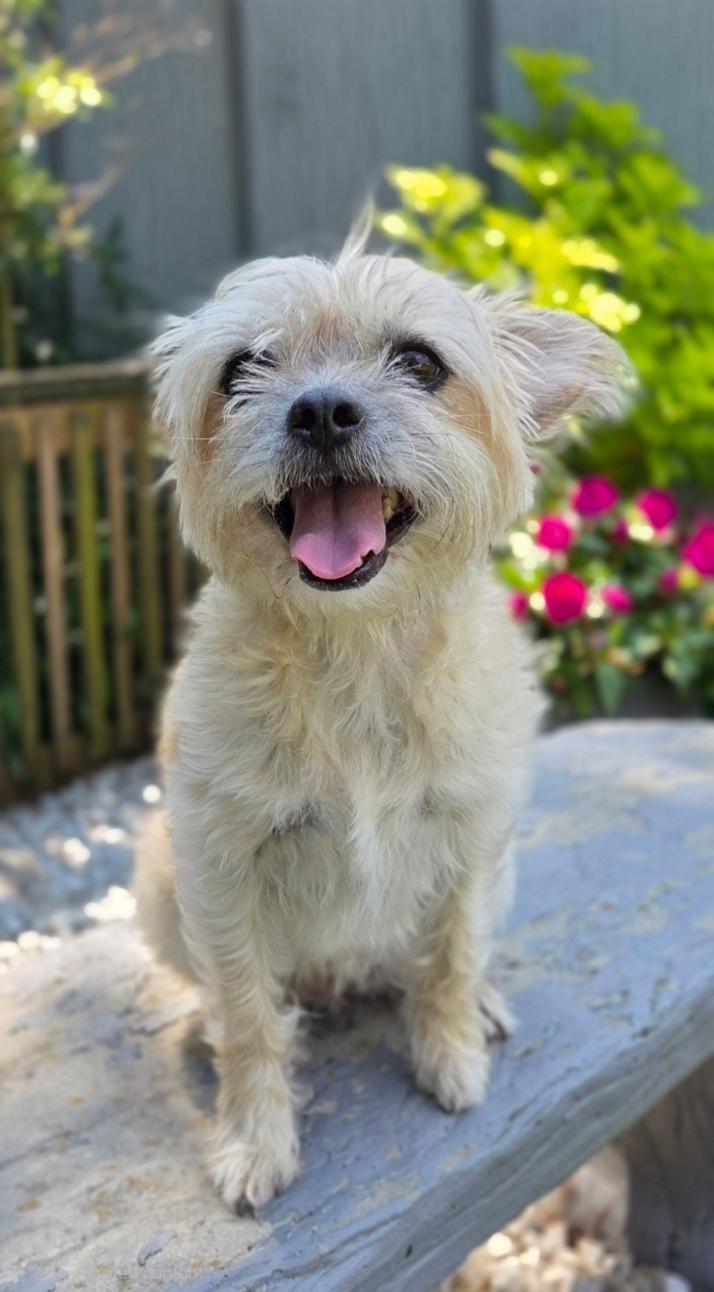 Zoey, a ADOPTABLE mixed breed in Bridgeton, MO image 3/5