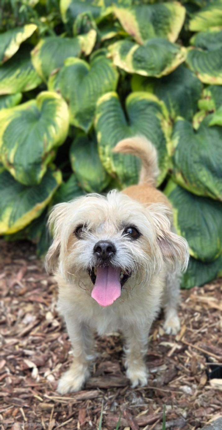 Zoey, a ADOPTABLE mixed breed in Bridgeton, MO image 2/5