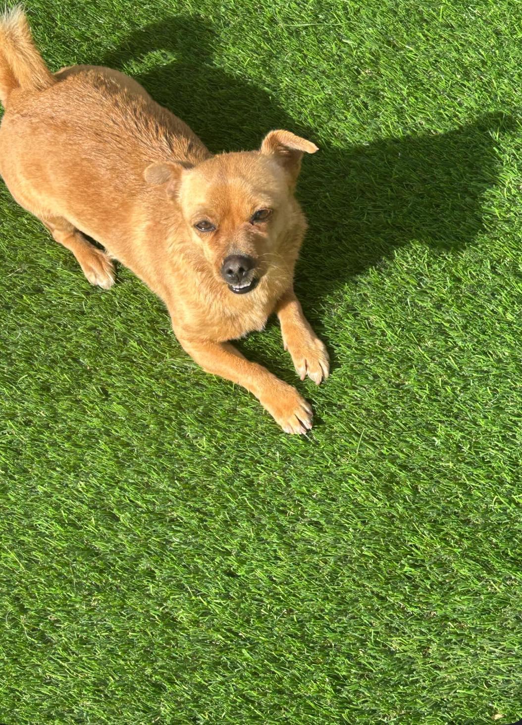 Titi, an adoptable Chihuahua in El Paso, TX, 79936 | Photo Image 2