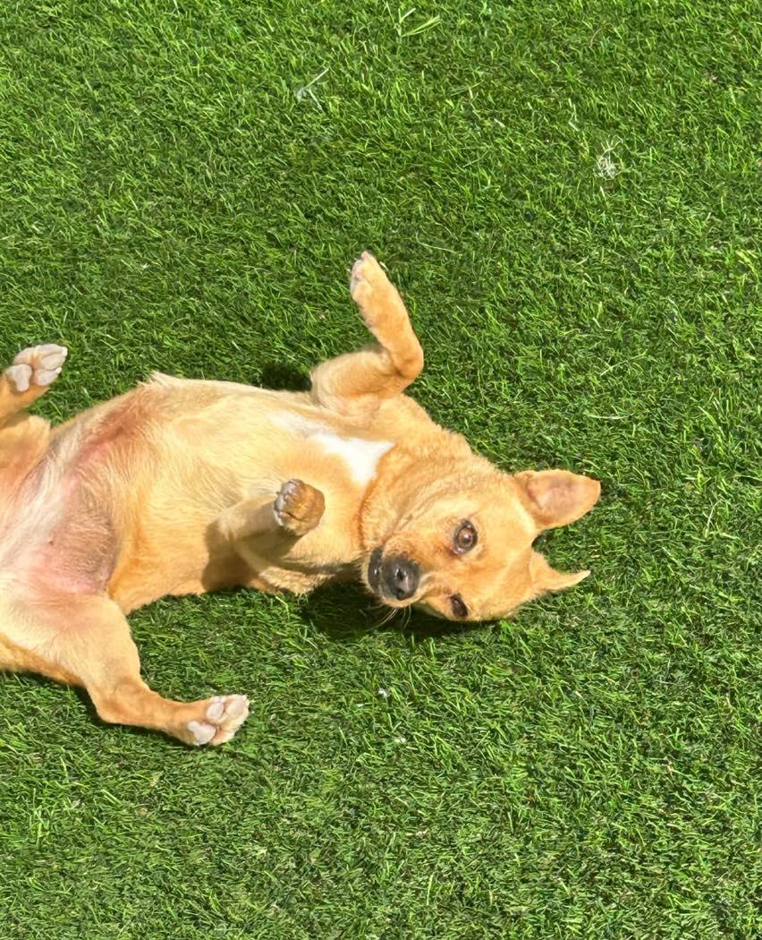 Titi, an adoptable Chihuahua in El Paso, TX, 79936 | Photo Image 3