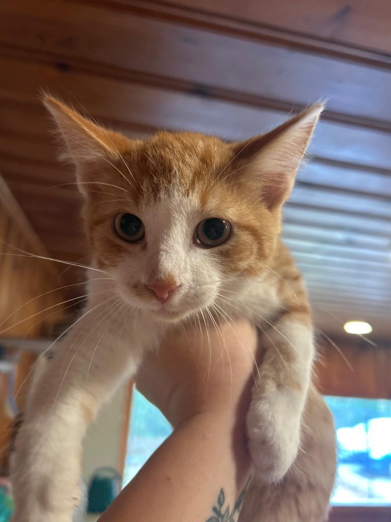 Bear, Adoptable, Kitten Male Domestic Short Hair.