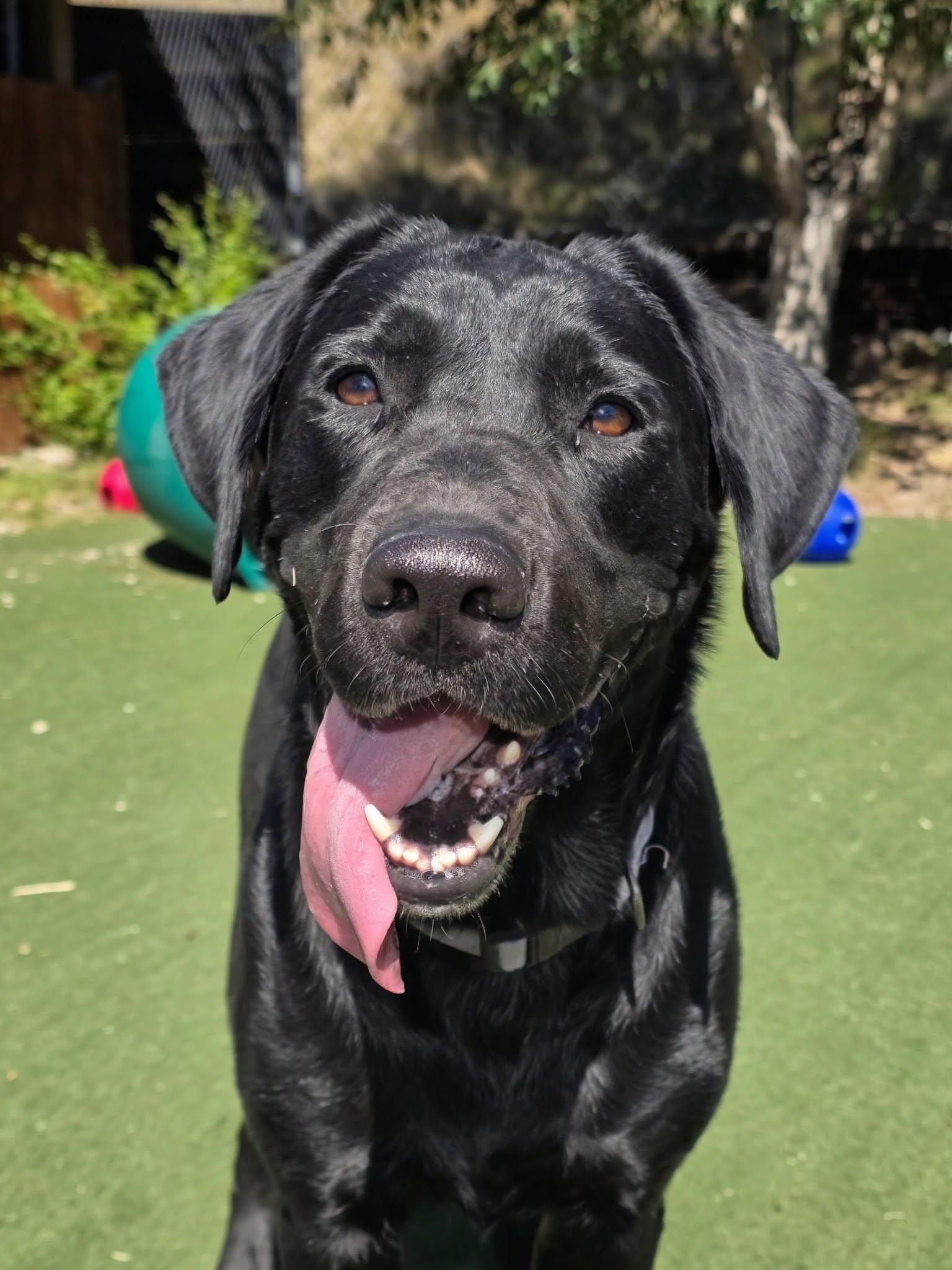 Tilly, Adoptable, Adult Female Black Labrador Retriever.