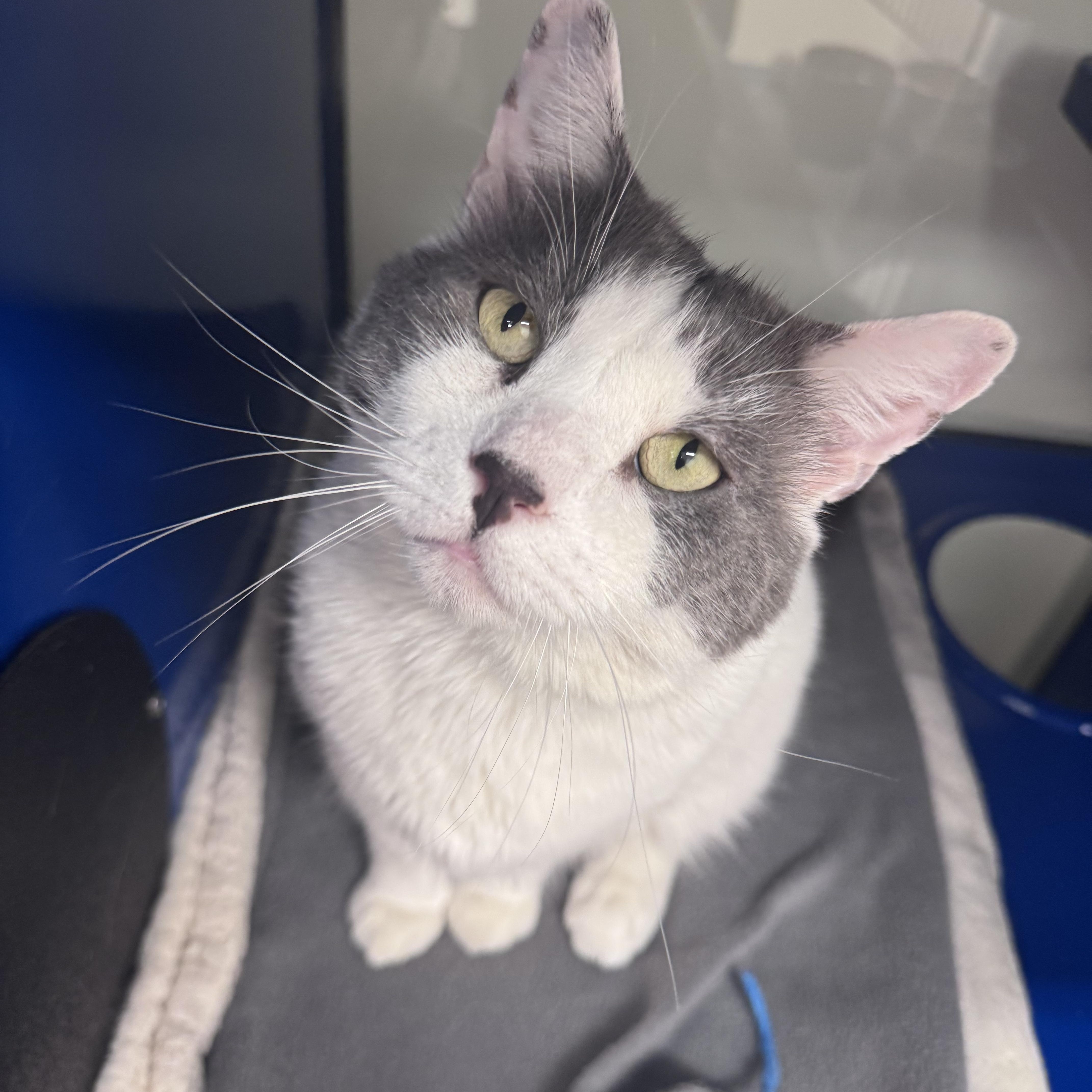 Rocky , ADOPTABLE, Young Male Domestic Medium Hair.