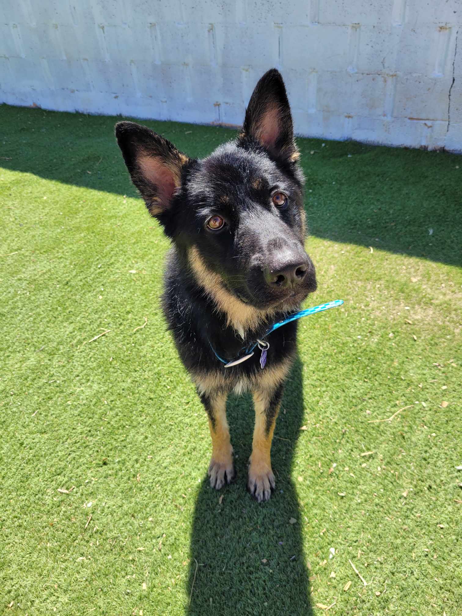 Enlarge Basil, a Adopted mixed breed in Roswell, NM image 1/6