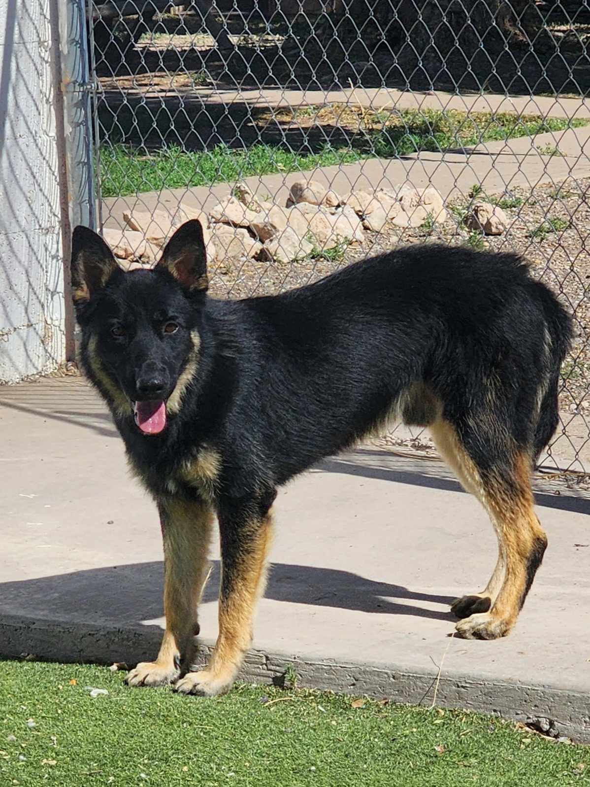 Enlarge Basil, a Adopted mixed breed in Roswell, NM image 3/6