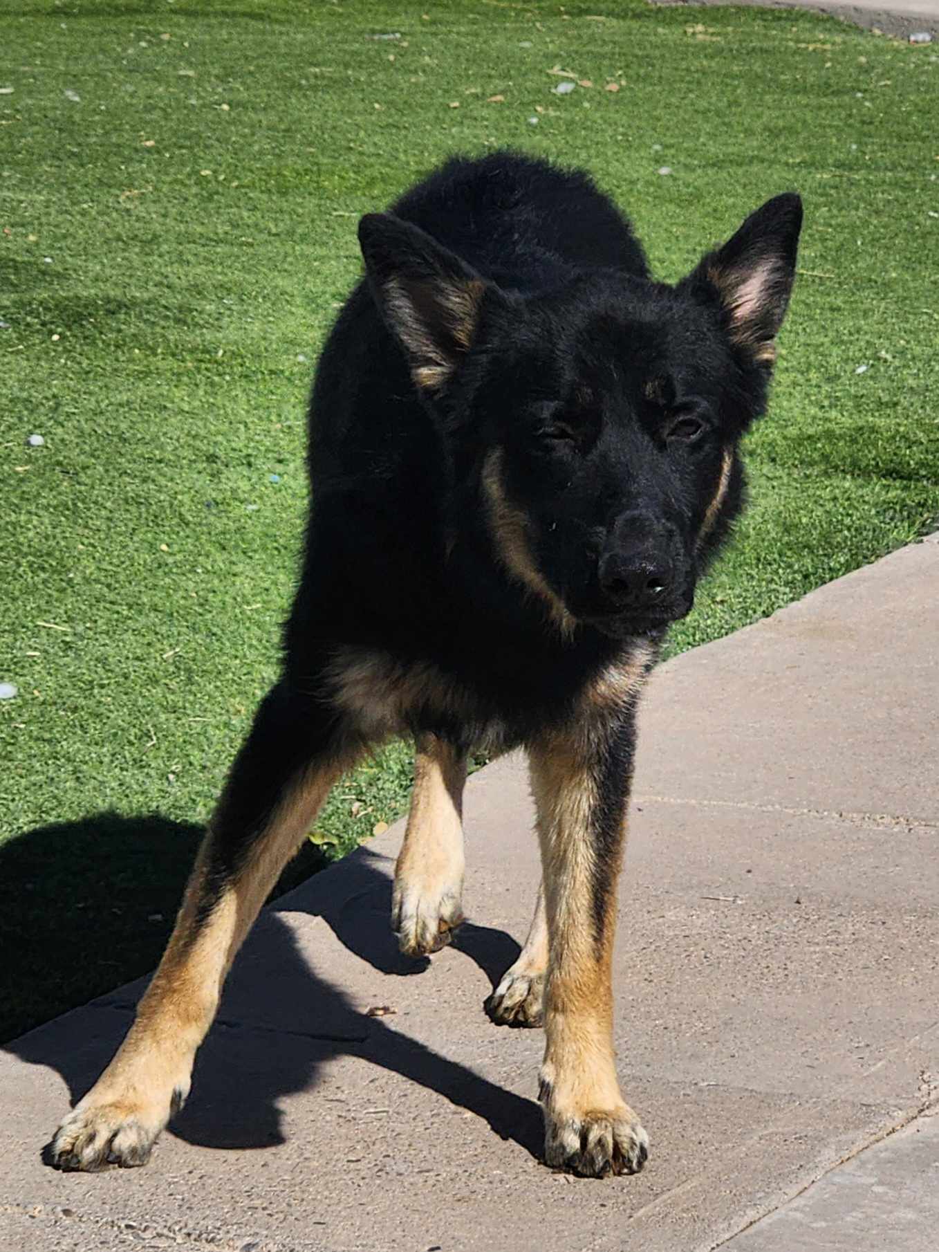 Enlarge Basil, a Adopted mixed breed in Roswell, NM image 4/6