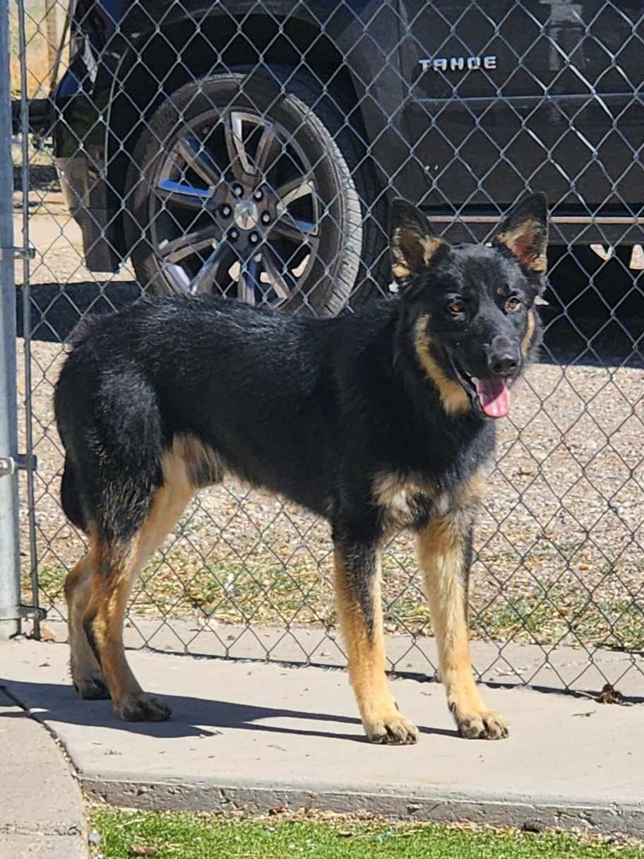 Enlarge Basil, a Adopted mixed breed in Roswell, NM image 5/6