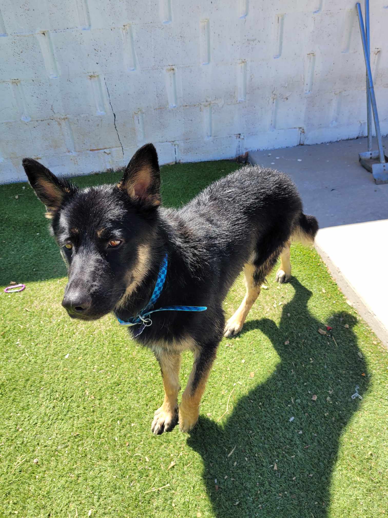 Enlarge Basil, a Adopted mixed breed in Roswell, NM image 6/6