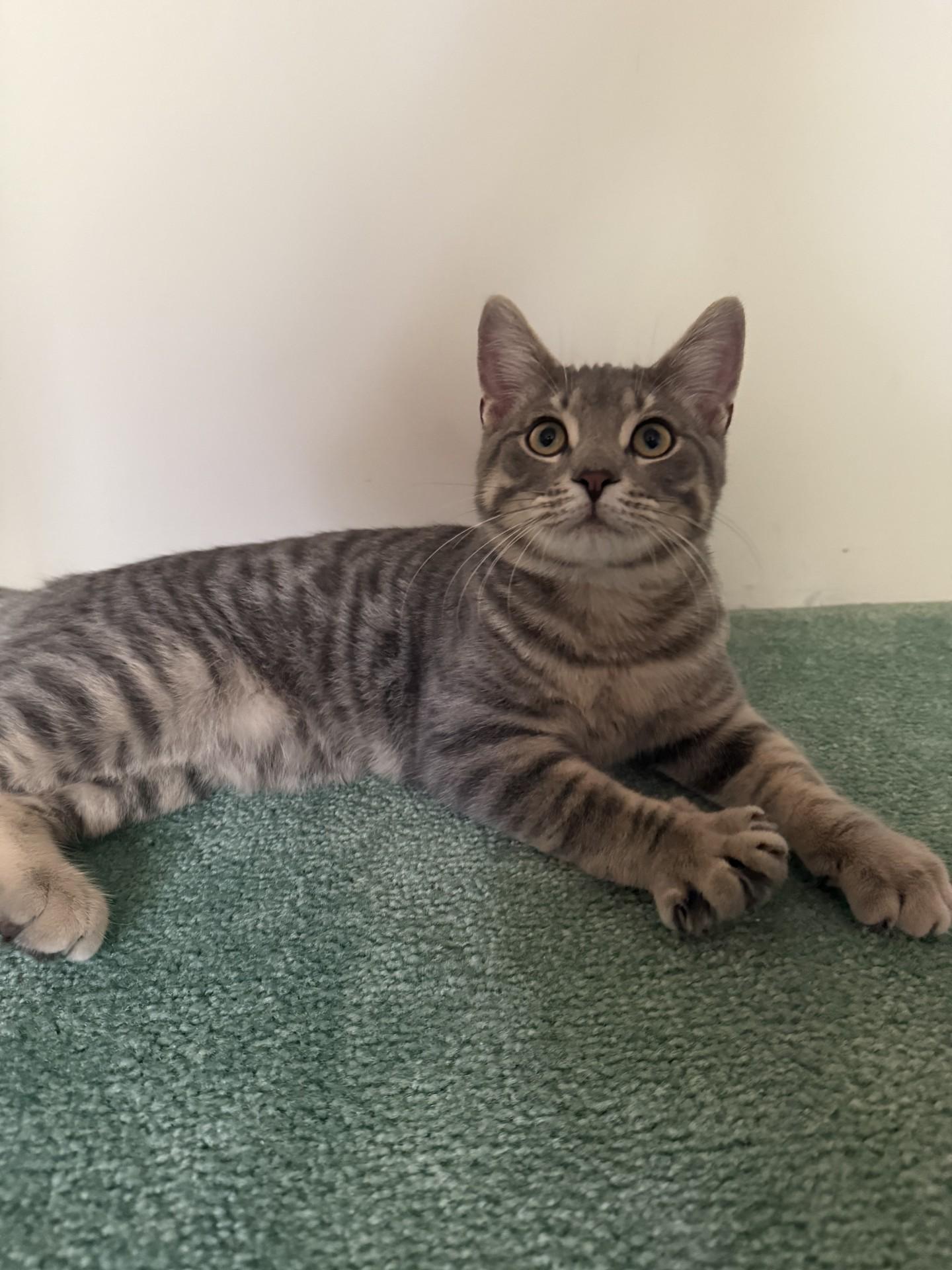 Enlarge PLUTO, a Adoptable mixed breed in Niagara on the Lake, ON image 1/1