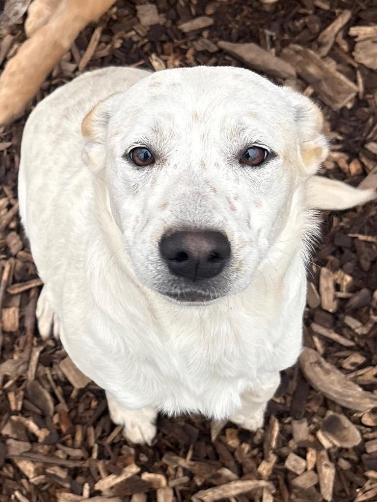 Enlarge Raina, a Adoptable mixed breed in Greeneville, TN image 2/2