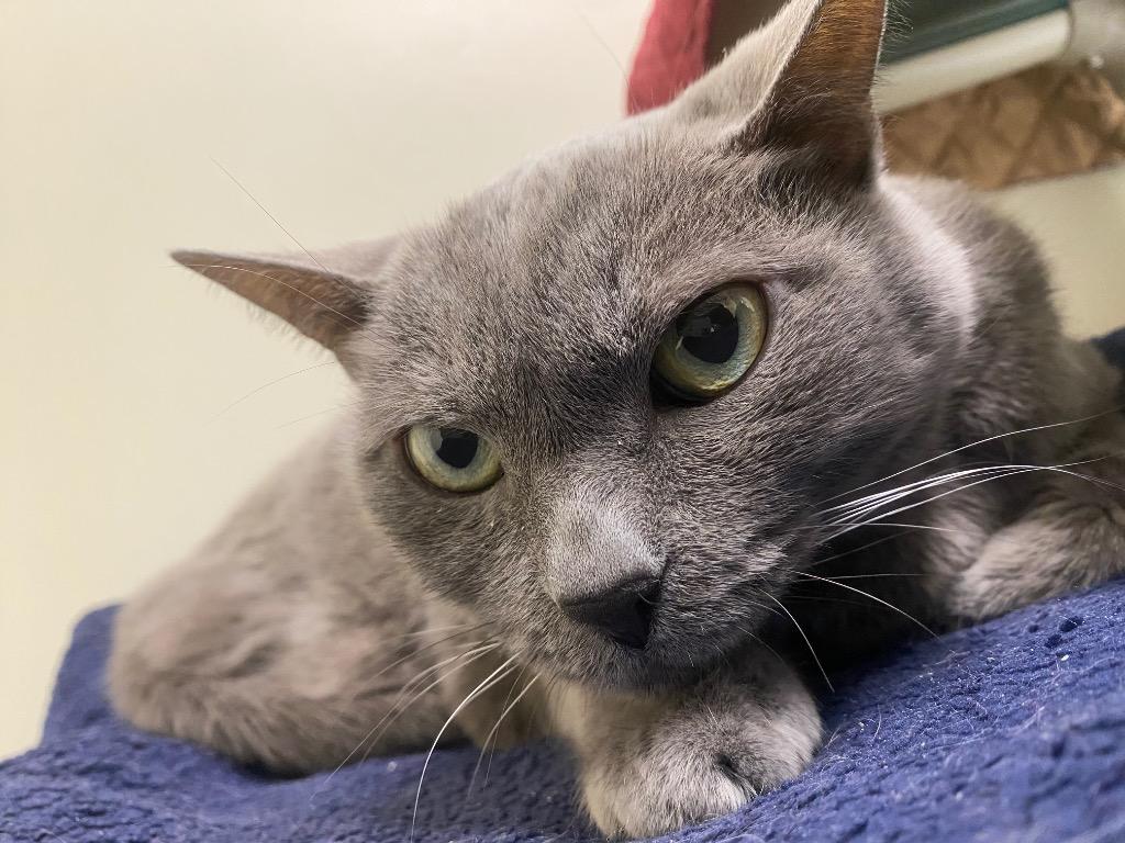 Lychee, Adoptable, Adult Female Domestic Short Hair.