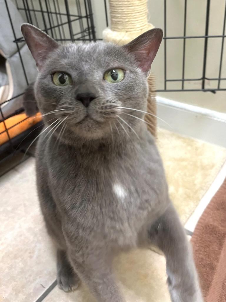 Lychee, Adoptable, Adult Female Domestic Short Hair.