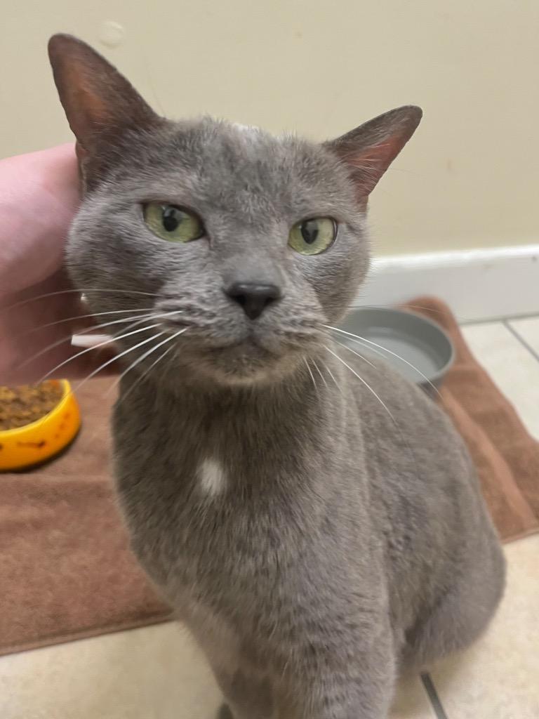 Lychee, a Adoptable mixed breed in Fall River, MA image 2/5