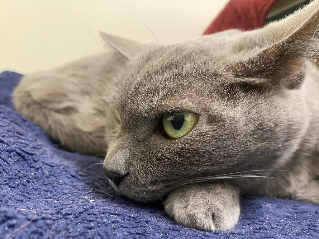 Enlarge Lychee, a Adoptable mixed breed in Fall River, MA image 2/3