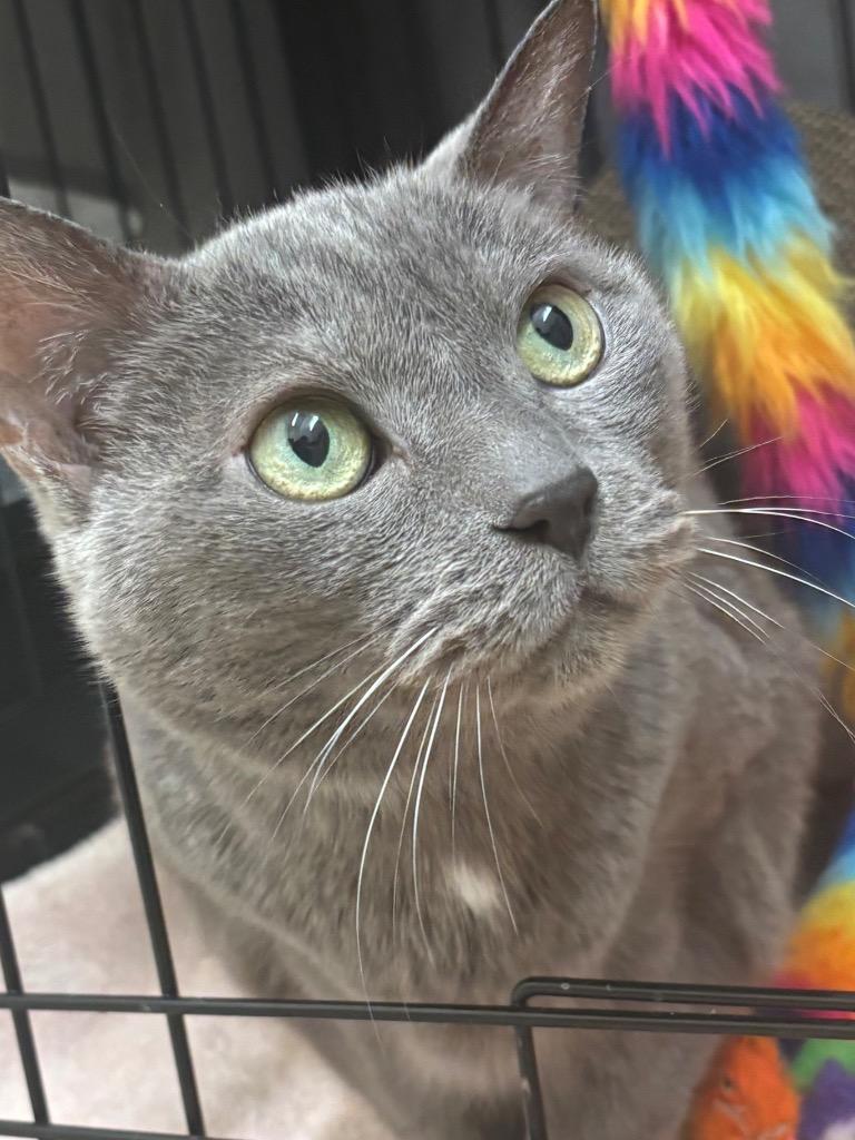 Lychee, a Adoptable mixed breed in Fall River, MA image 4/5