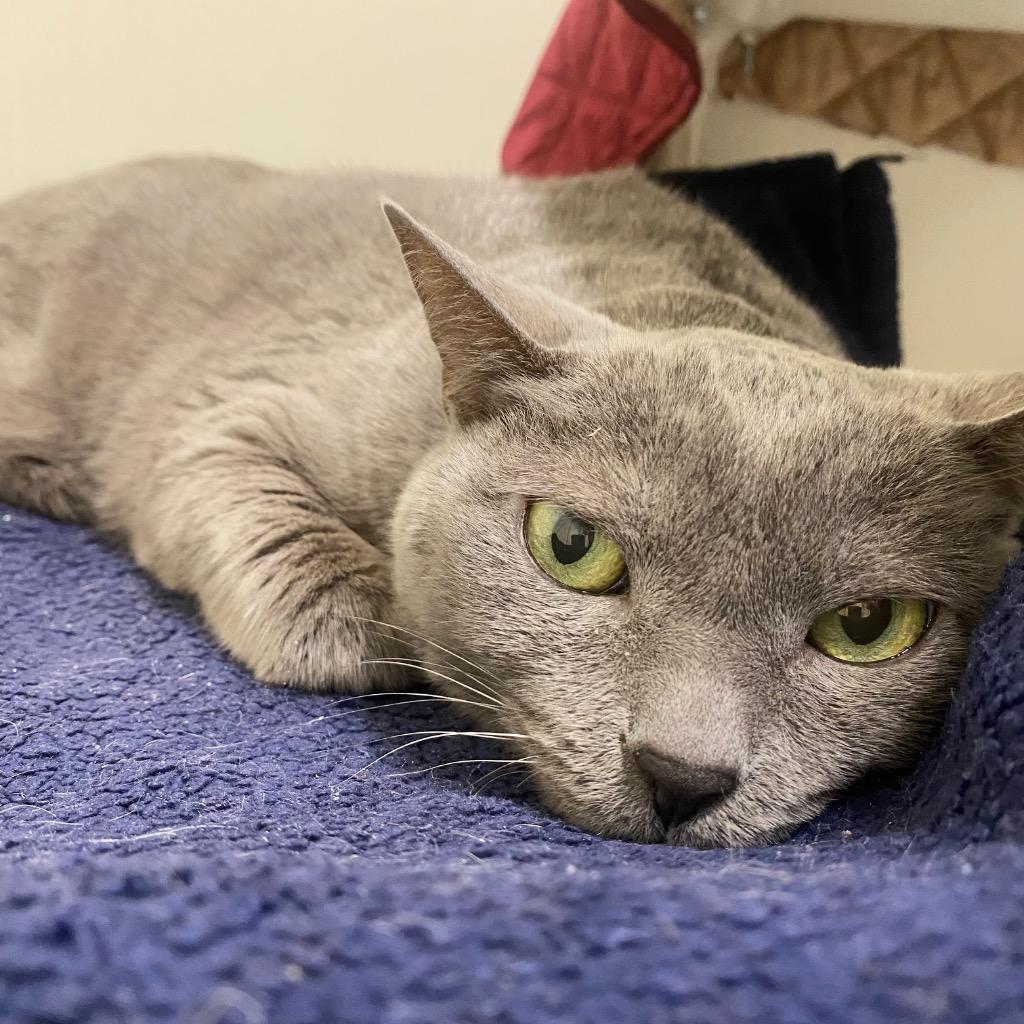 Enlarge Lychee, a Adoptable mixed breed in Fall River, MA image 3/3