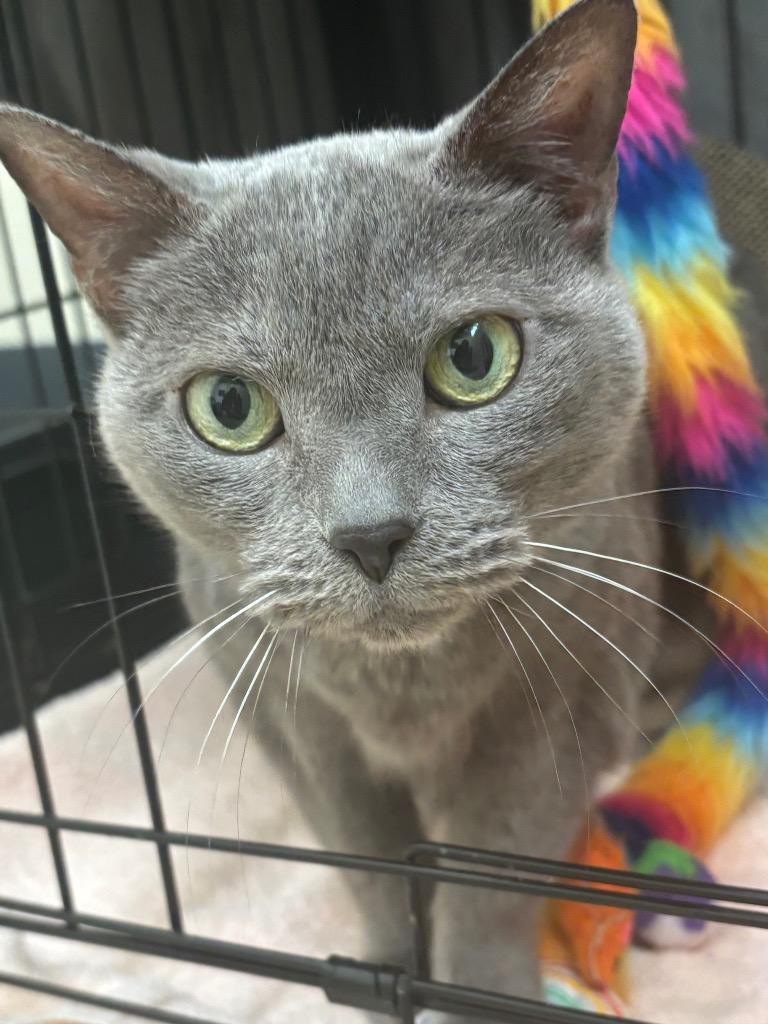 Lychee, a Adoptable mixed breed in Fall River, MA image 5/5