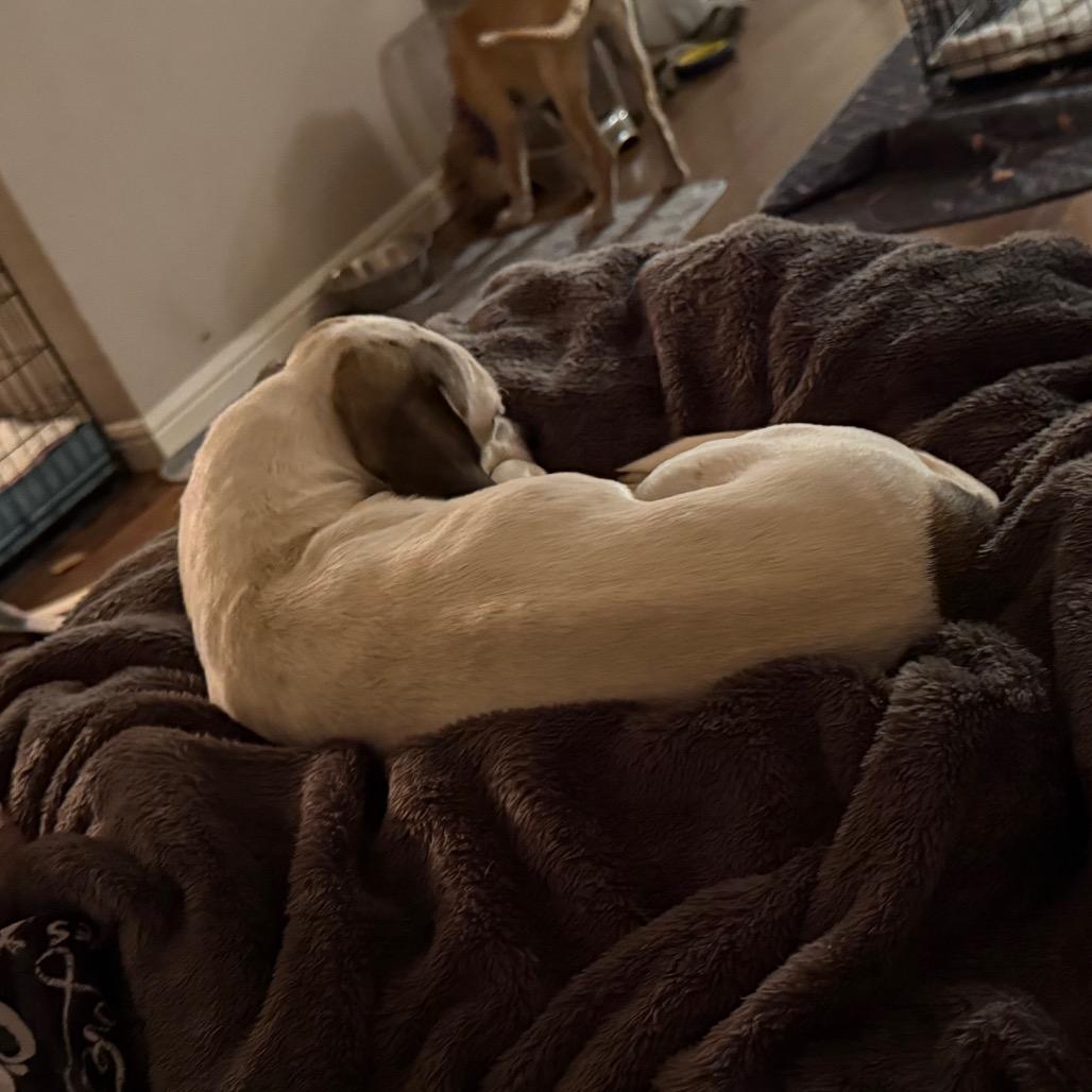 Enlarge Peony, a Adoptable mixed breed in Ennis, TX image 1/1