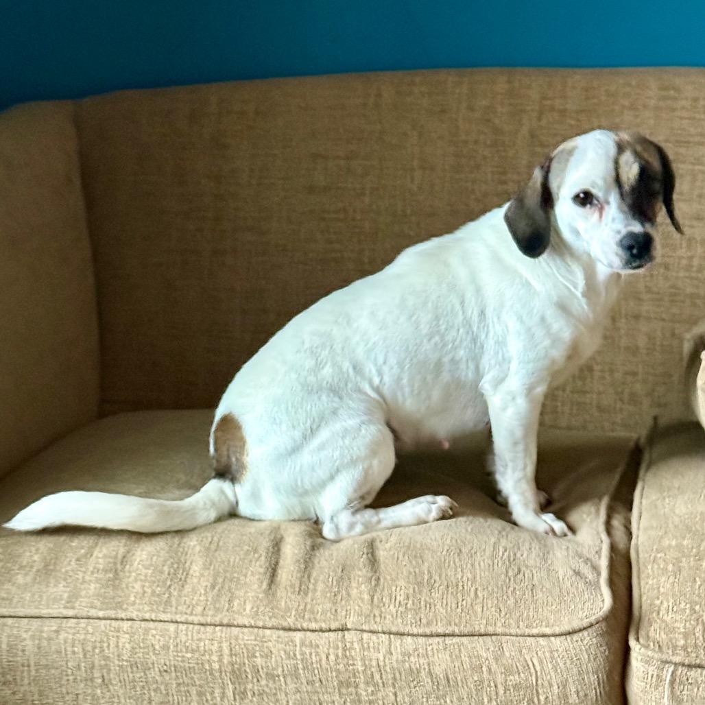 Peony, Adoptable, Adult Female Terrier & Dachshund.