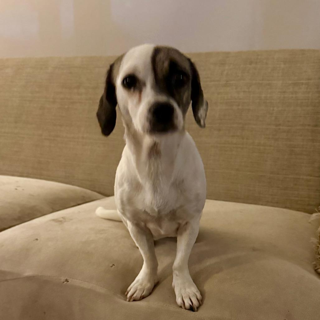 Enlarge Peony, a Adoptable mixed breed in Ennis, TX image 2/3