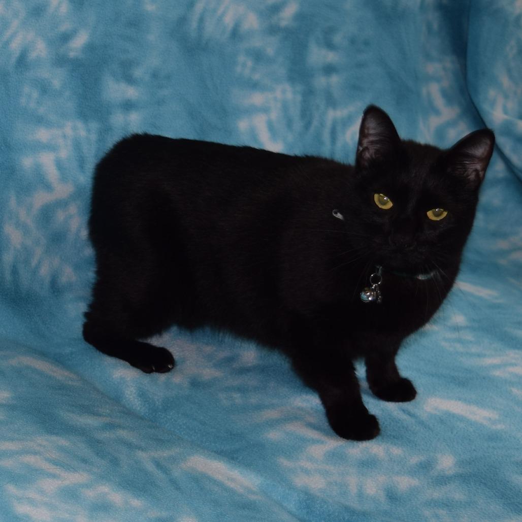 AJ, Adoptable, Adult Female Domestic Short Hair.