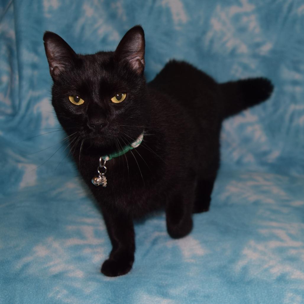 Enlarge AJ, a Adoptable Domestic Short Hair in Eureka, CA image 2/3