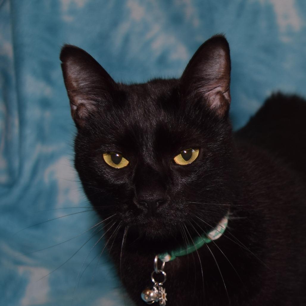 Enlarge AJ, a Adoptable Domestic Short Hair in Eureka, CA image 3/3