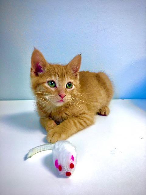 Coconut Macaroon, Adopted, Adult Female Domestic Short Hair.