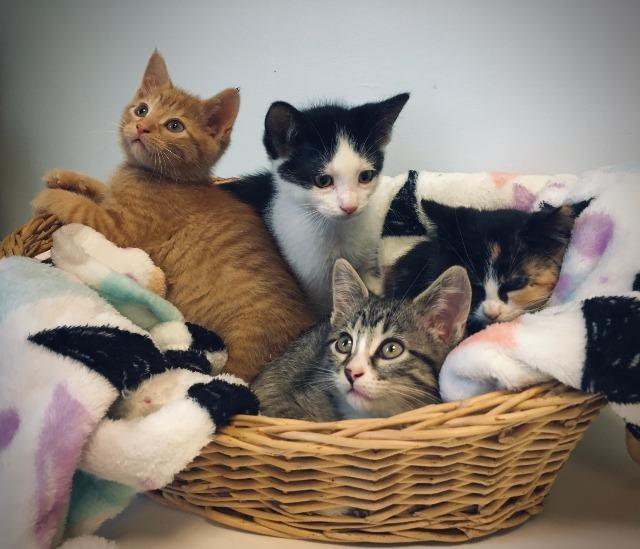 Enlarge Coconut Macaroon, a Adopted mixed breed in Saint Paul, MN image 3/6