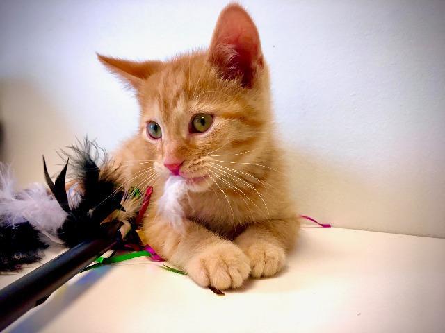 Enlarge Coconut Macaroon, a Adopted mixed breed in Saint Paul, MN image 5/6