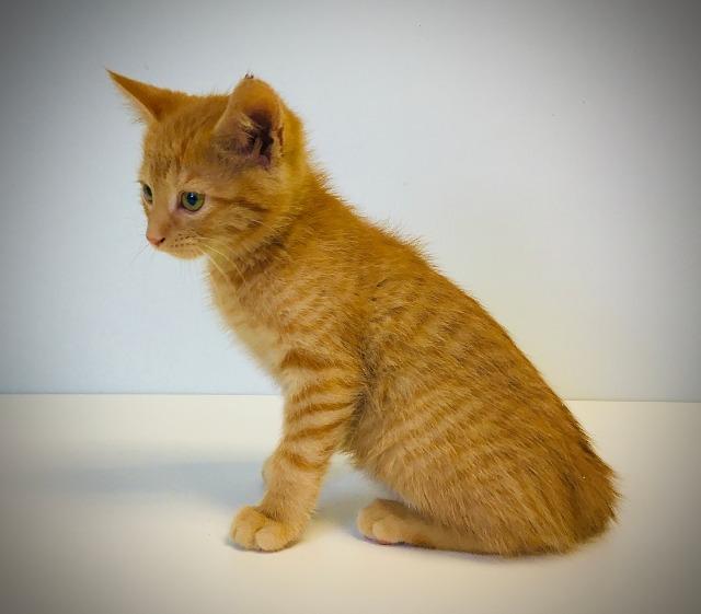 Enlarge Coconut Macaroon, a Adopted mixed breed in Saint Paul, MN image 6/6