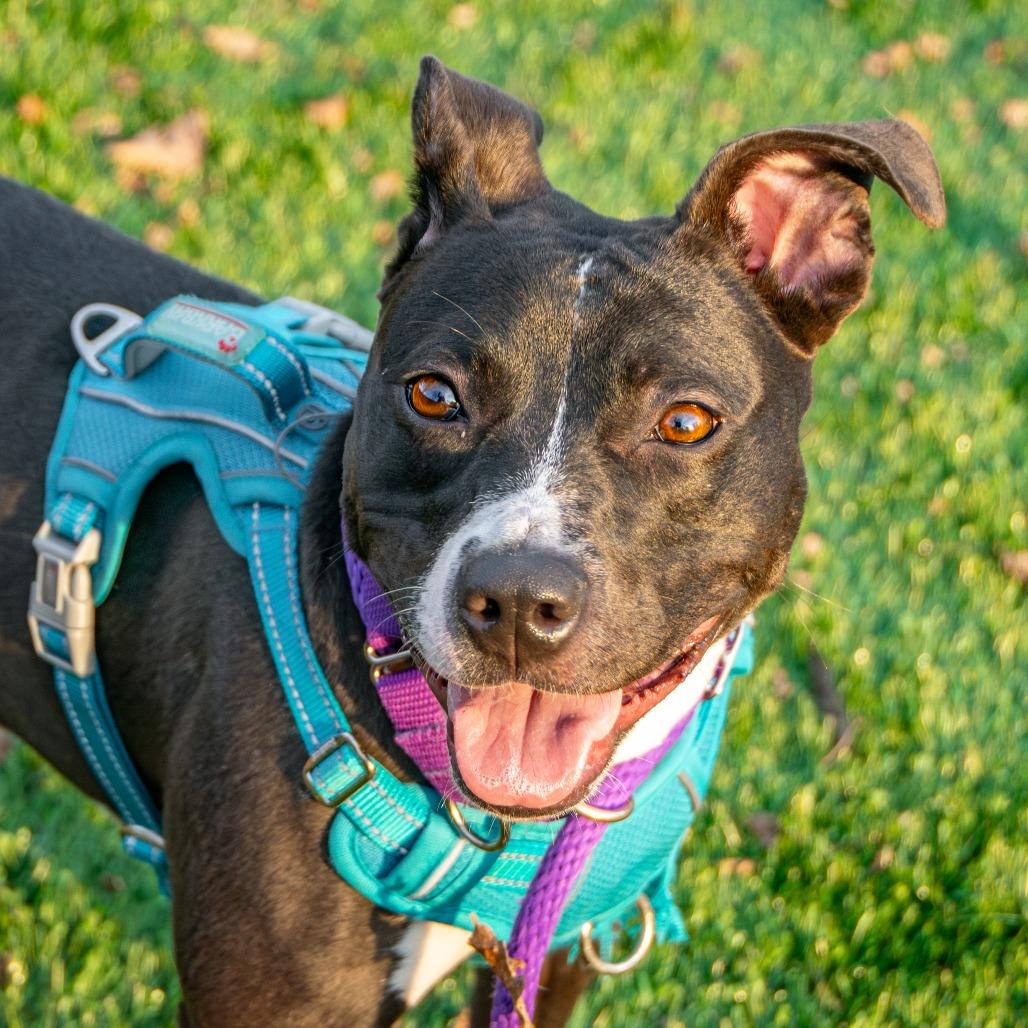 Enlarge Tina, a Adoptable Mixed Breed in Saint Charles, MO image 1/6