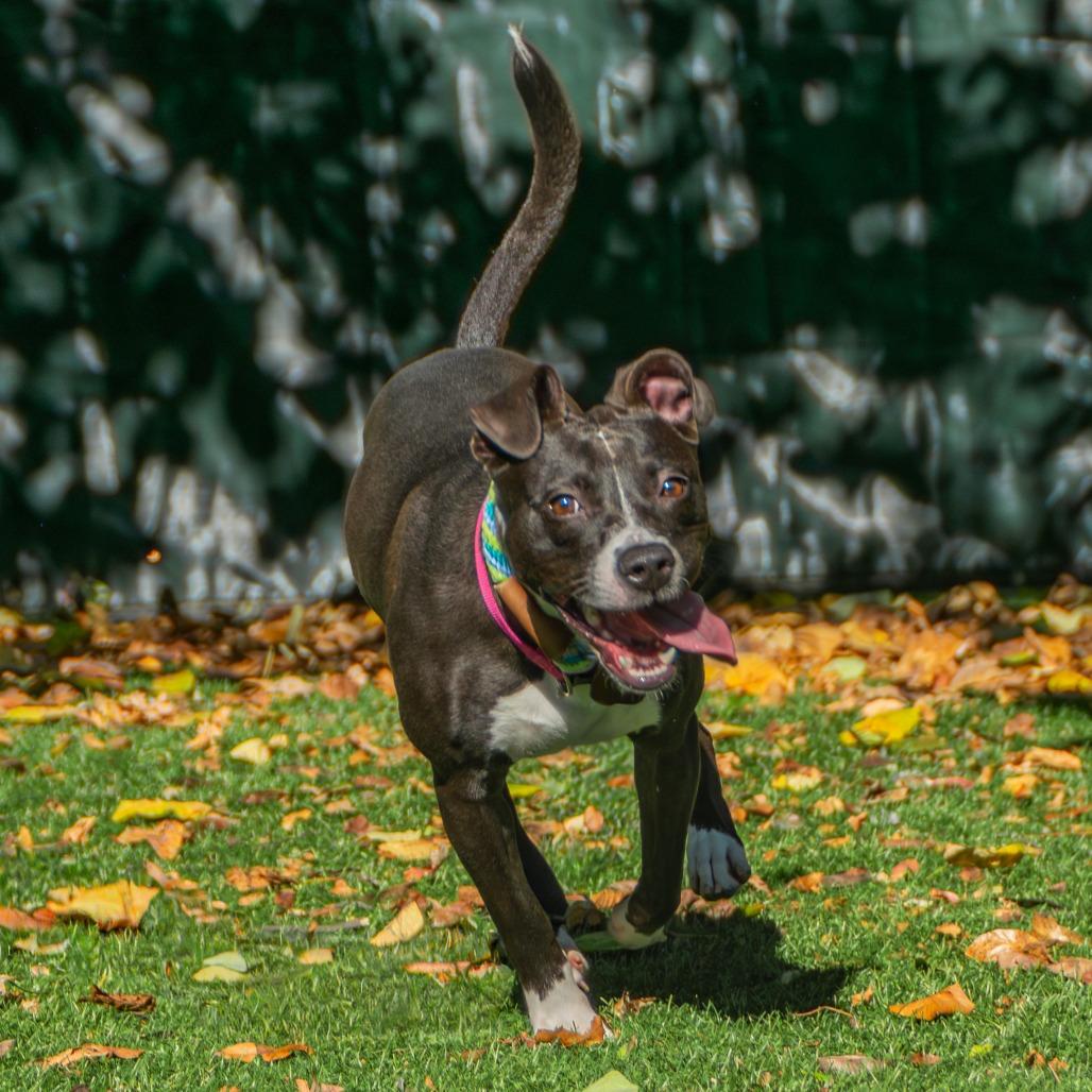 Tina, Adoptable, Young Female Mixed Breed.