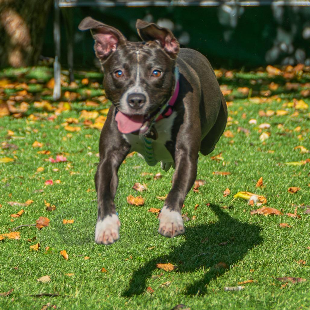 Tina, a Adoptable Mixed Breed in Saint Charles, MO image 2/6