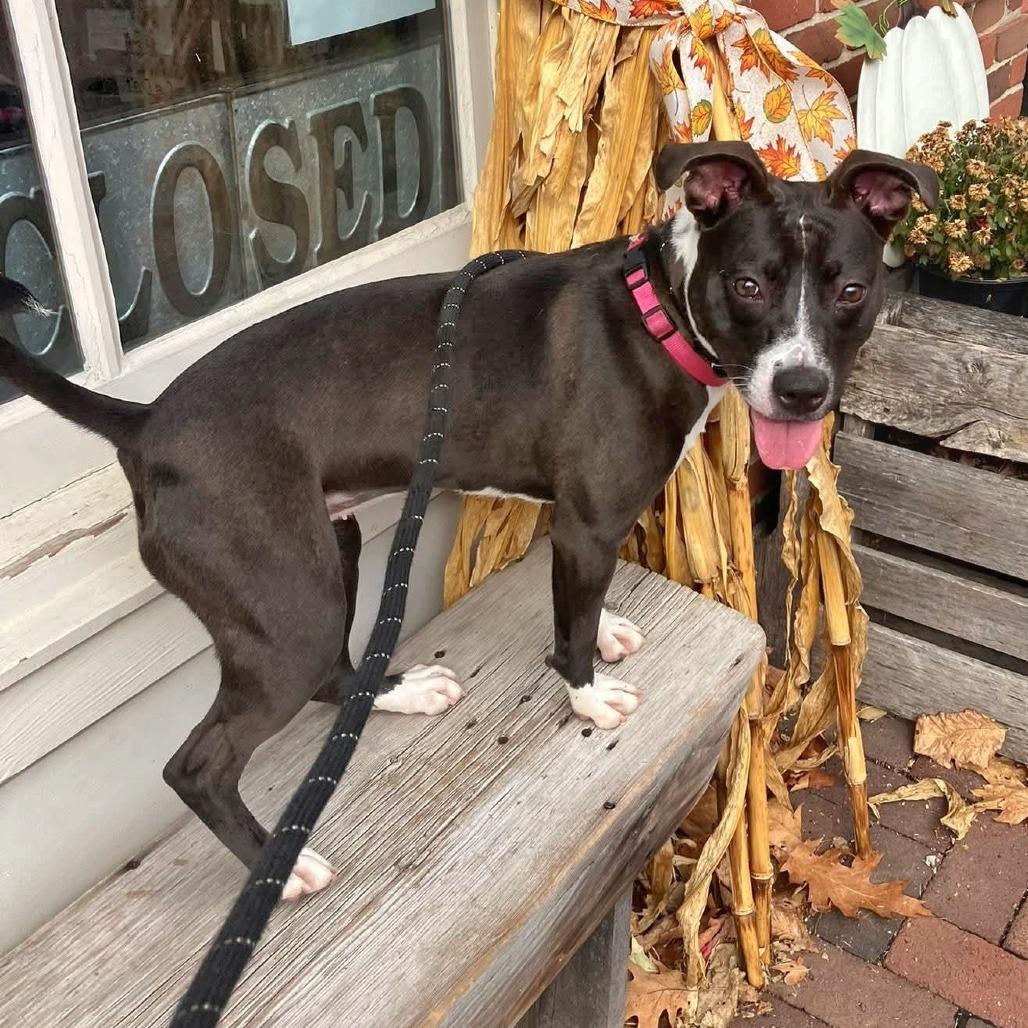 Tina, a Adoptable Mixed Breed in Saint Charles, MO image 3/6