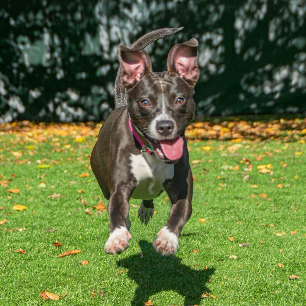 Tina, a Adoptable Mixed Breed in Saint Charles, MO image 4/6